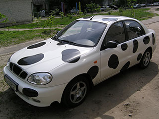 White Lanos is styled as a black and white cow